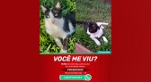 Mima, a gata, está desaparecida