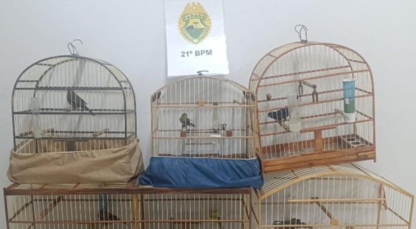 Homem é preso em flagrante por tráfico de drogas e manutenção de pássaros silvestres em Dois Vizinhos