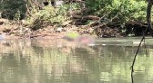 Segundo corpo é encontrado no Rio Marrecas nesta quinta-feira (01)