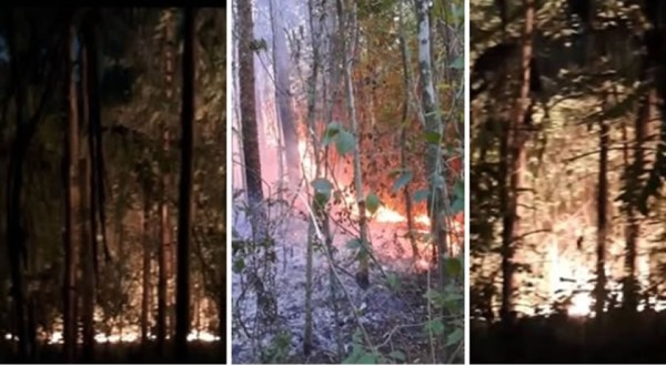 Incêndio em reflorestamento causa grande prejuízo