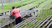 Em 4 anos, programas do Estado liberam mais de R$ 67 milhões para agricultores familiares