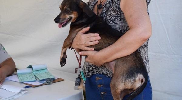 Município realiza castração de animais para tutores de baixa renda