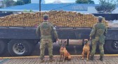 BPFRON e Polícia Federal apreendem 550 quilos de maconha e causam prejuízo de R$ 2 milhões ao crime