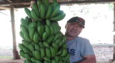 Cacho de Bananas com 42 kg vira atração em propriedade do Sudoeste do Paraná
