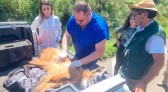 Equipe do IAT resgata lobo-guará atropelado em rodovia dos Campos Gerais