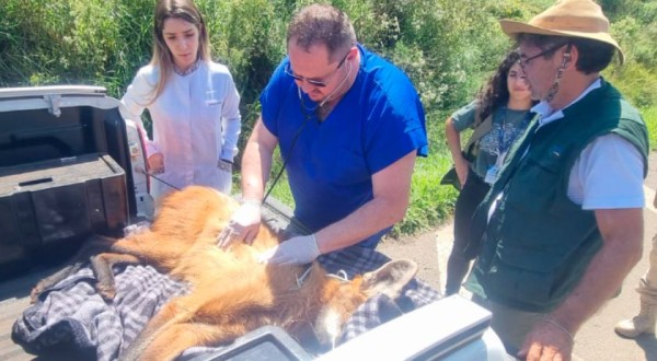 Equipe do IAT resgata lobo-guará atropelado em rodovia dos Campos Gerais