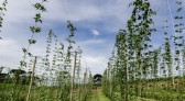 Com pesquisa e iniciativas pioneiras, Paraná pode se tornar a terra do lúpulo no futuro