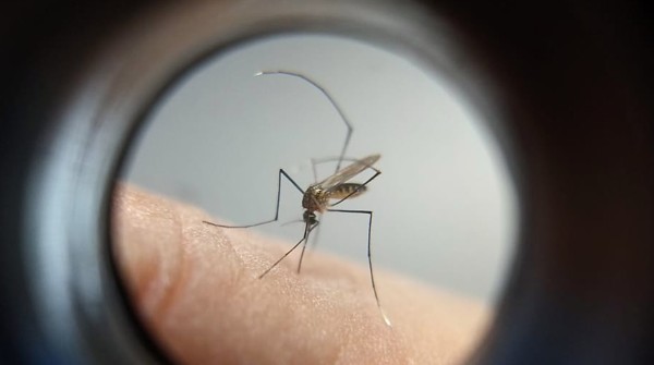 Paraná não registra casos de febre amarela há quase três anos