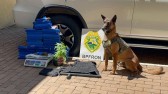 Operação com cão K9 encontra maconha, colete tático e objetos do tráfico em residência