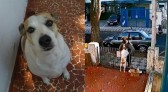 Homem rouba roupinha de cadela no quintal de casa