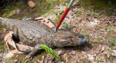 Animal silvestre em casa? Veja o que fazer se receber uma visita inesperada neste verão