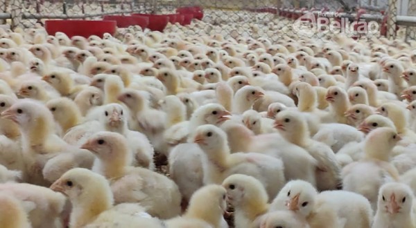 Exportações de carne de frango ultrapassam 400 mil toneladas em maio