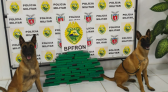 Cães do BPFRON encontram droga escondida em ônibus durante fiscalização