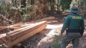 IBAMA flagra corte ilegal de araucárias na Terra Indígena Mangueirinha
