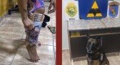 Coladas nas canelas: cão farejador descobre mulheres contrabandeando mais de mil ampolas de canetas emagrecedoras em ônibus