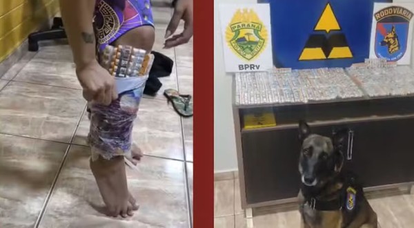 Coladas nas canelas: cão farejador descobre mulheres contrabandeando mais de mil ampolas de canetas emagrecedoras em ônibus