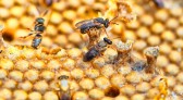 Projeto premiado de reintrodução de abelhas na natureza, Poliniza Paraná completa um ano