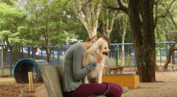 Entenda por que fogos de artifício assustam cachorros e gatos