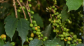 Café paranaense de Mandaguari é reconhecido com 20ª indicação geográfica do estado
