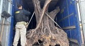 PRF apreende oliveiras contrabandeadas no Paraná