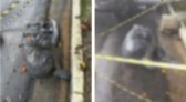 Polícia apura série de mortes suspeitas de execução em SP; corpos foram ensacados, decapitados ou queimados