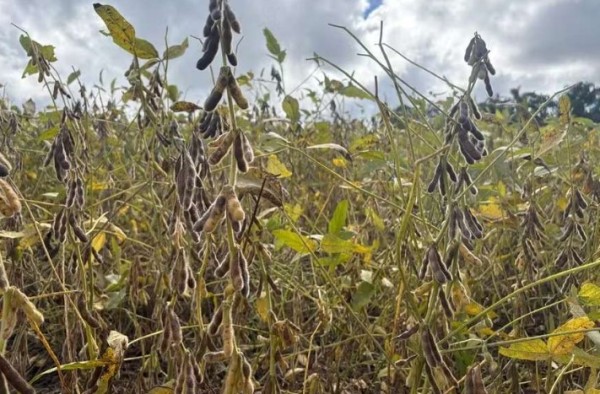 El Niño pode impulsionar safra de soja nos EUA e aumentar riscos para lavouras no Brasil