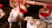 Governo do Paraná suspende participação de aves em eventos agropecuários por 90 dias