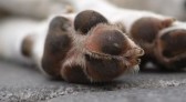 Mulher é condenada a mais de 4 anos de prisão por mandar matar cachorro da própria filha