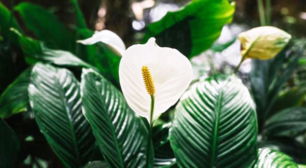 O erro mais comum que impede o lírio-da-paz de florir e a dica prática que ajuda a planta voltar a dar flores