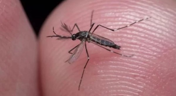 Paraná registra uma morte e mais de 8,4 mil novos casos de dengue em uma semana