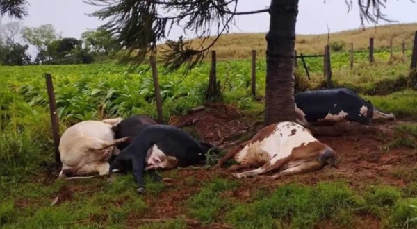 Raio atinge área rural e mata cinco vacas durante temporal no Paraná