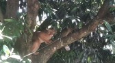 Onça-parda sobe em árvore e assusta moradores no quintal de uma casa em Indianópolis