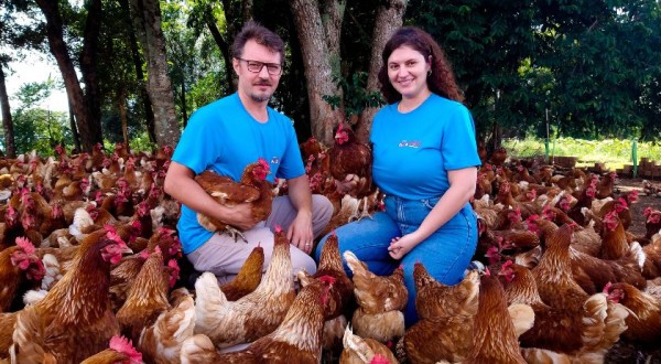 Conheça as vantagens de consumir os ovos caipiras; A Avícola Surdi de Barracão, conta detalhes