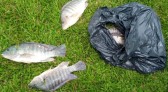 Meio Ambiente investiga mortalidade de peixes