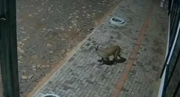 Onça-parda é flagrada nos fundos de pizzaria