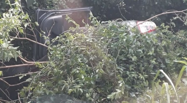 Condutor e passageira de carro sofrem múltiplas picadas de abelha após acidente na BR-158