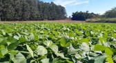 IDR-Paraná lança nesta terça-feira nova cultivar de feijão em Pato Branco