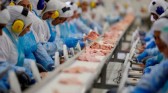 Reino Unido aumenta cotas para importação de carne de aves do Brasil