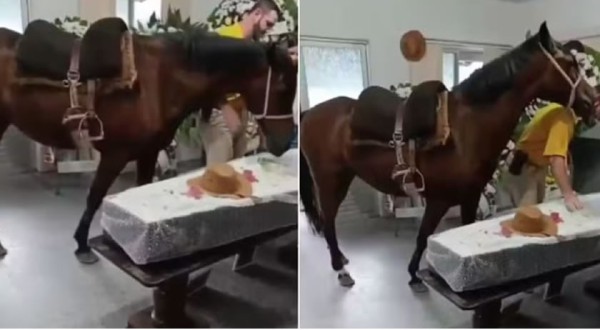 Égua que relinchou ao ver tutor em caixão foi levada ao velório a pedido da filha dele em SC: 'Muito emocionante'