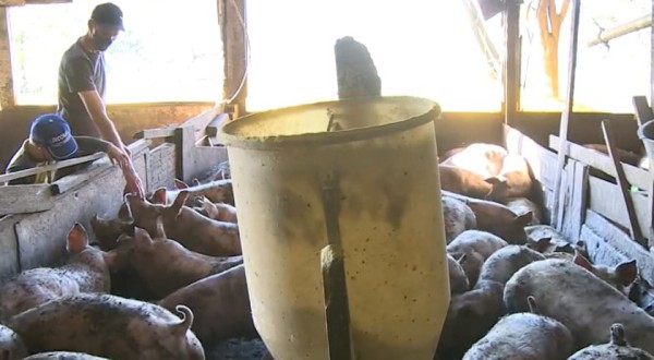 Suinocultores independentes reclamam do alto custo na produção