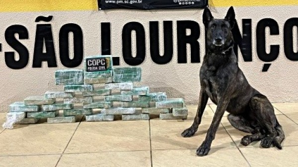 Polícia Rodoviária de São Lourenço do Oeste apreende mais de 30 kg de crack em caminhão na SC-157