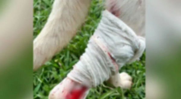 Homem é detido após cachorro ser ferido por disparo de arma de pressão