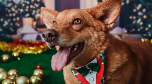 Animais domésticos terão direito a RG com cadastro nacional