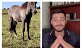 Jovem sai para beber e acaba arrematando, sem saber, cavalo em leilão