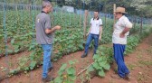 Começa a colheita da safra de pepino indústria