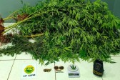 Polícia descobre plantação de cannabis e prende homem