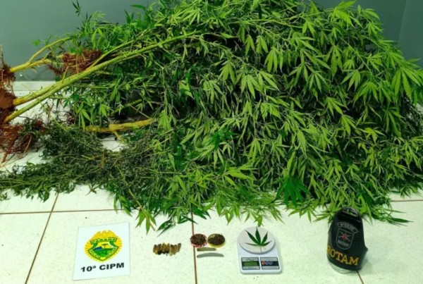 Polícia descobre plantação de cannabis e prende homem