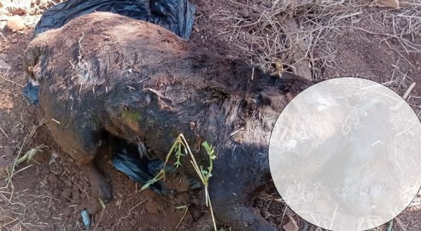 IMAGEM FORTE: Após maus tratos, cão é encontrado morto em Marmeleiro