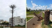 Araucária com risco de queda é retirada em Marmeleiro