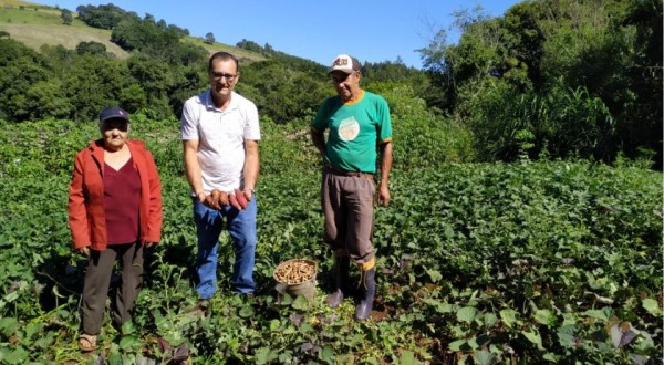 Agricultores do Proder preparam a colheita de batata-doce
